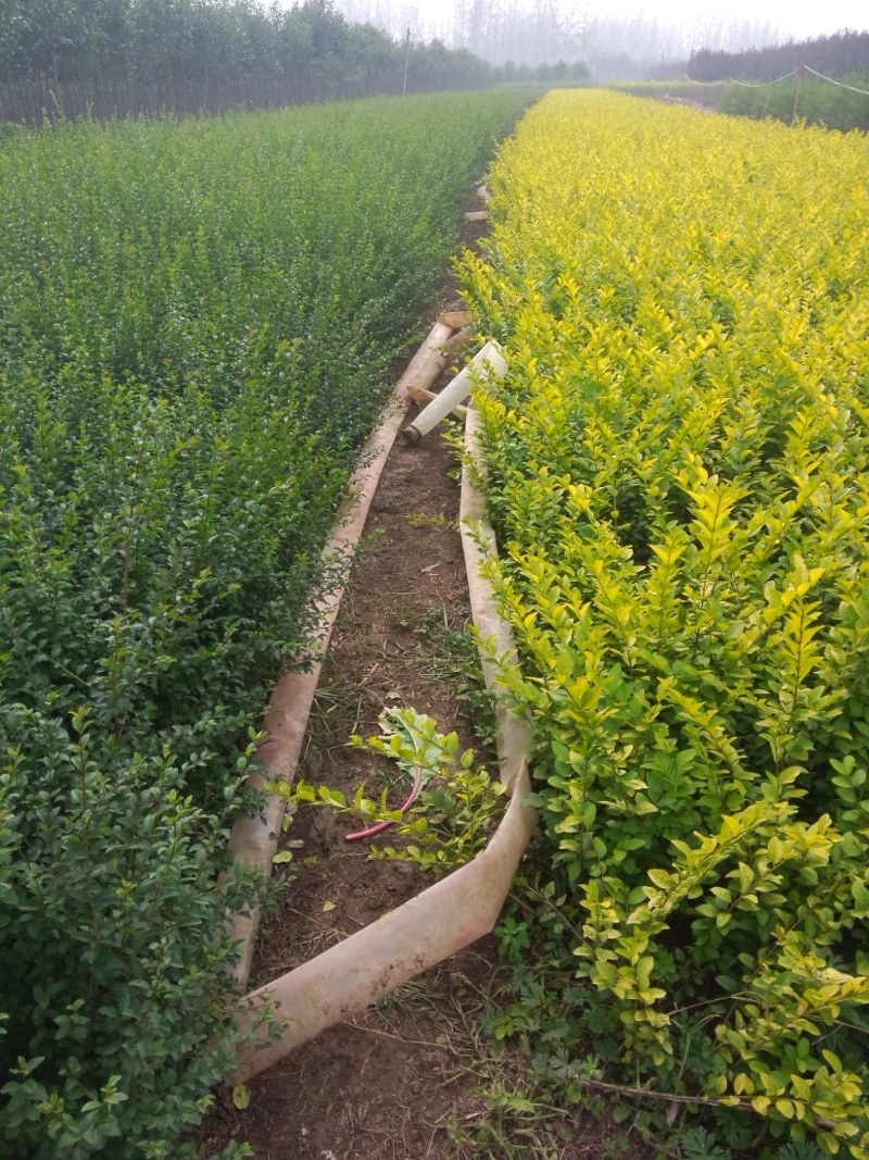 金叶女贞球基地现货直销，量大从优
