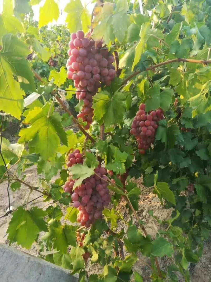 露天红提产地直供大量有货口感颜色颗粒媲美