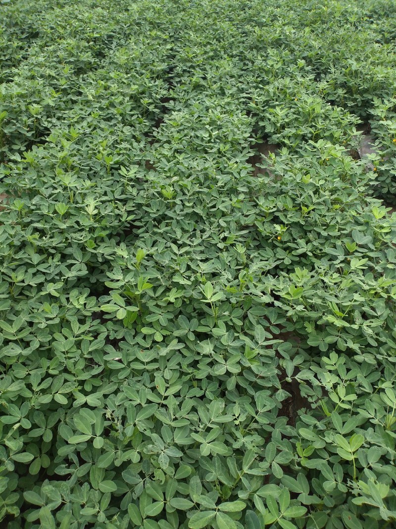 正定县南楼乡沙地嫩花生上市，干净面，香，个大