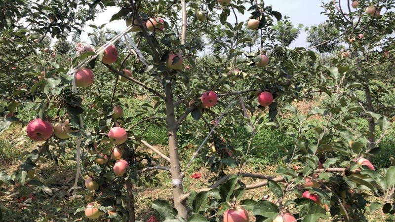 【纸袋松本锦】早熟苹果