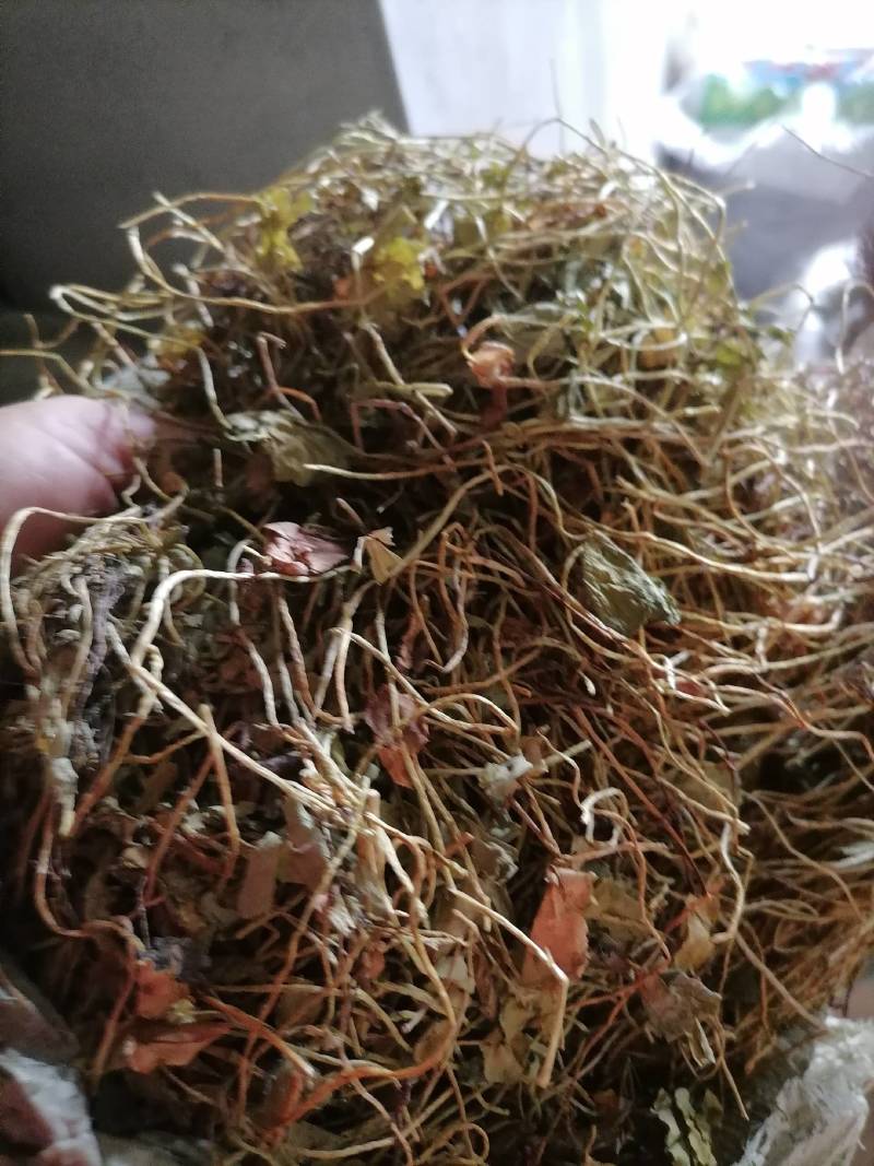 四叶参，别四瓣草，幸运草，野生无硫一手货源保证质量