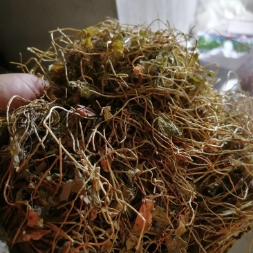 四叶参，别四瓣草，幸运草，野生无硫一手货源保证质量
