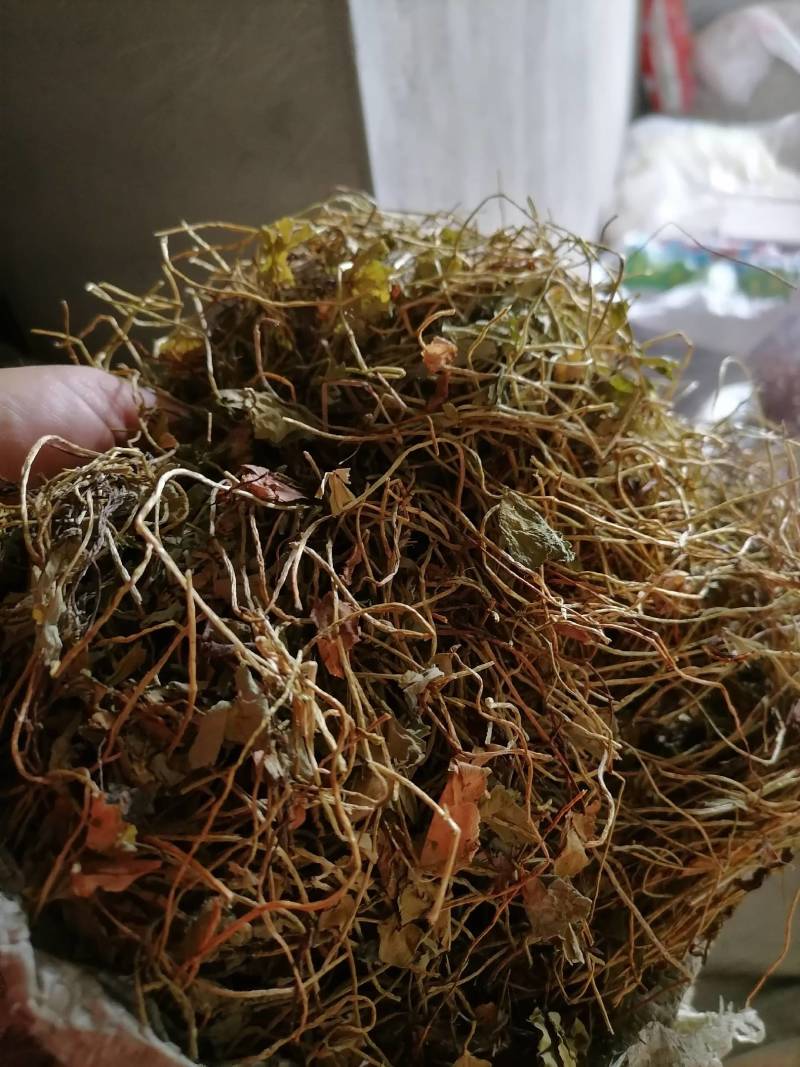 四叶参，别四瓣草，幸运草，野生无硫一手货源保证质量