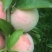 芙蓉李（红心李）大量上市，欢迎采购合作愉快