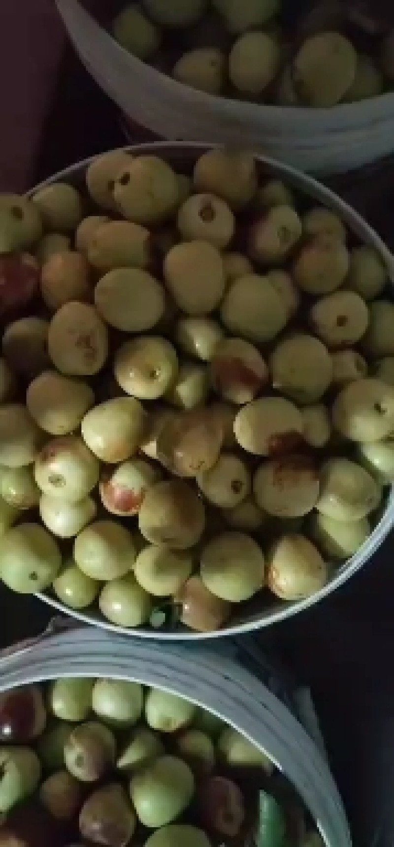 冬枣
