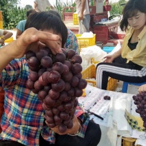 户太八号葡萄万亩基地！颗粒大，爪型紧凑饱满！口感纯甜