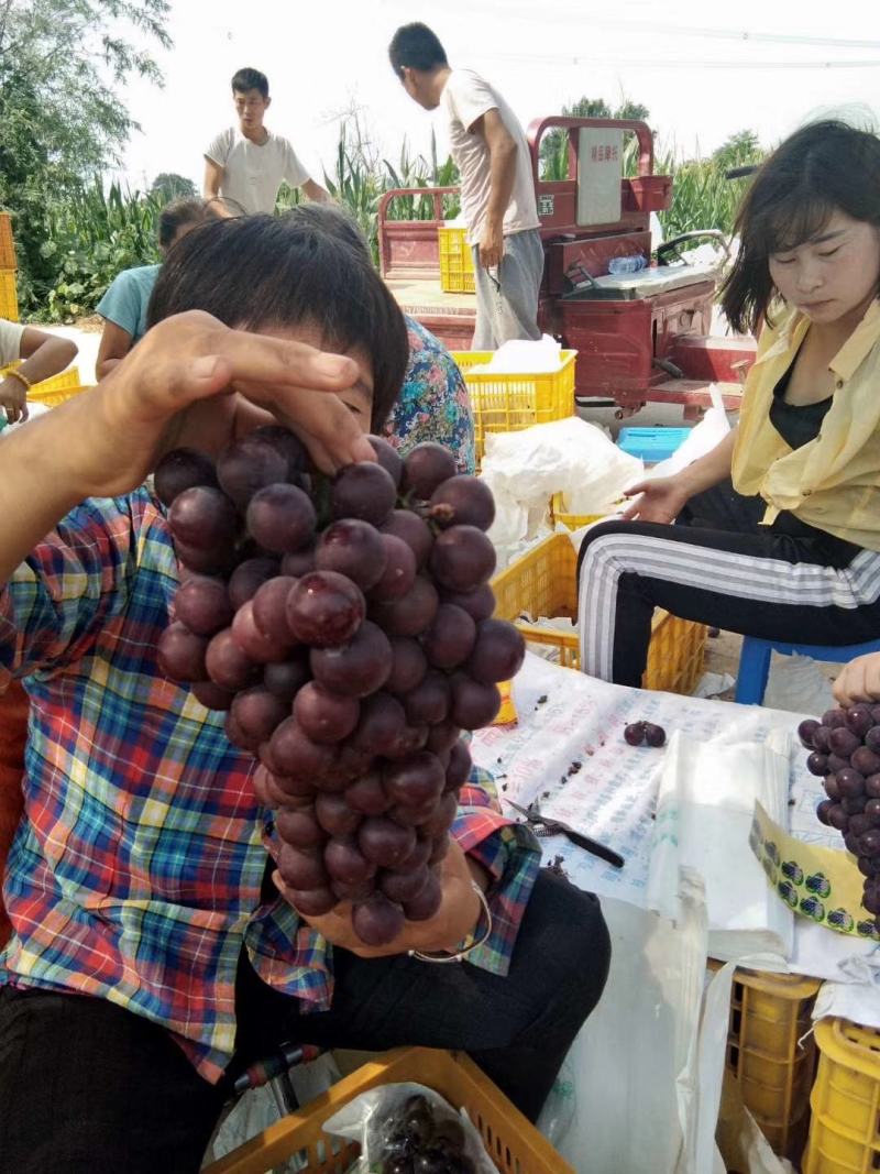 户太八号葡萄万亩基地！颗粒大，爪型紧凑饱满！口感纯甜