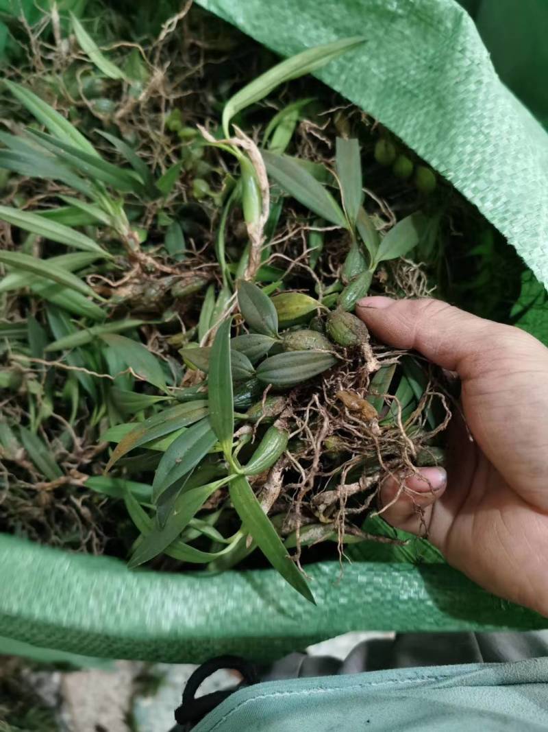 野生石橄榄广西野生石橄榄新鲜货，