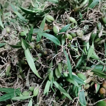 野生石橄榄广西野生石橄榄新鲜货，