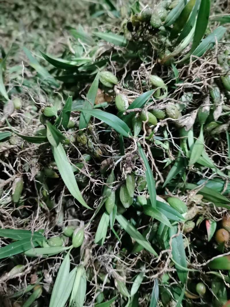 野生石橄榄广西野生石橄榄新鲜货，