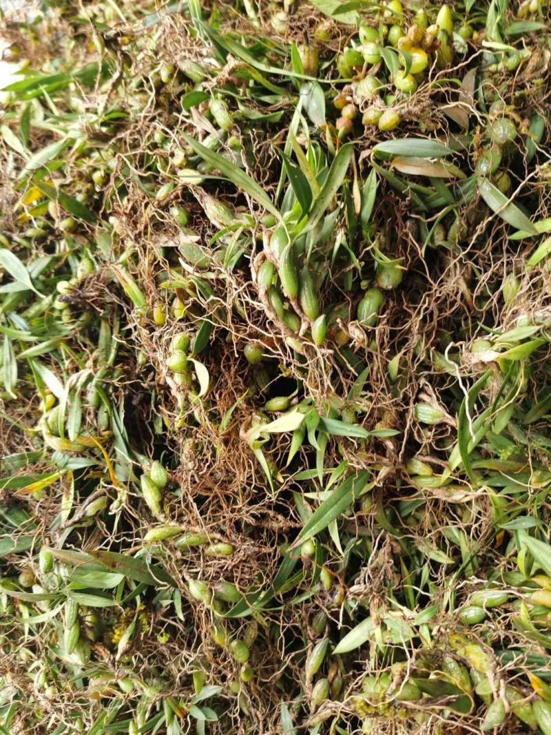 野生石橄榄广西野生石橄榄新鲜货，