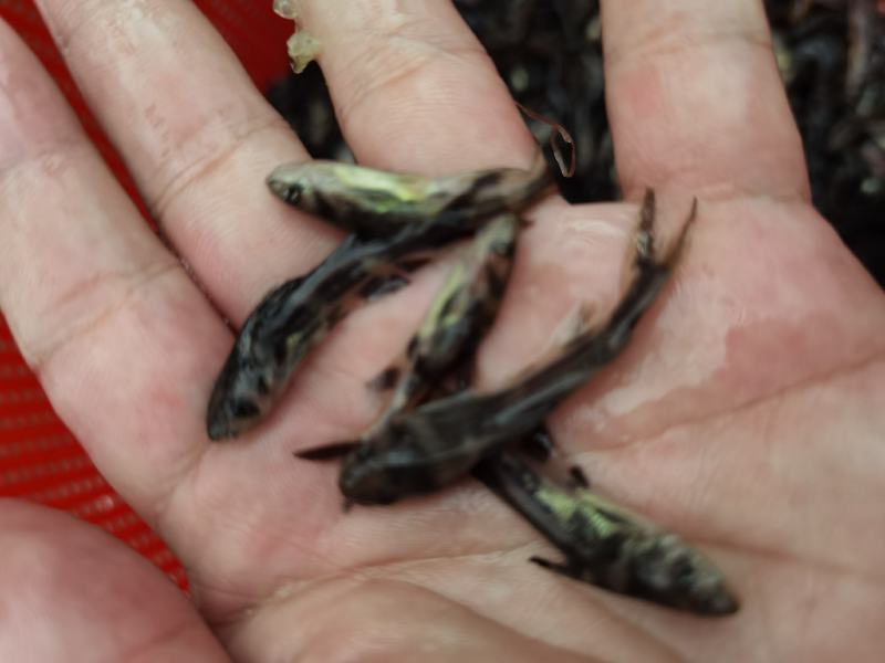 杂交黄骨鱼苗，易养殖，雄性率高，黄辣丁黄颡鱼苗