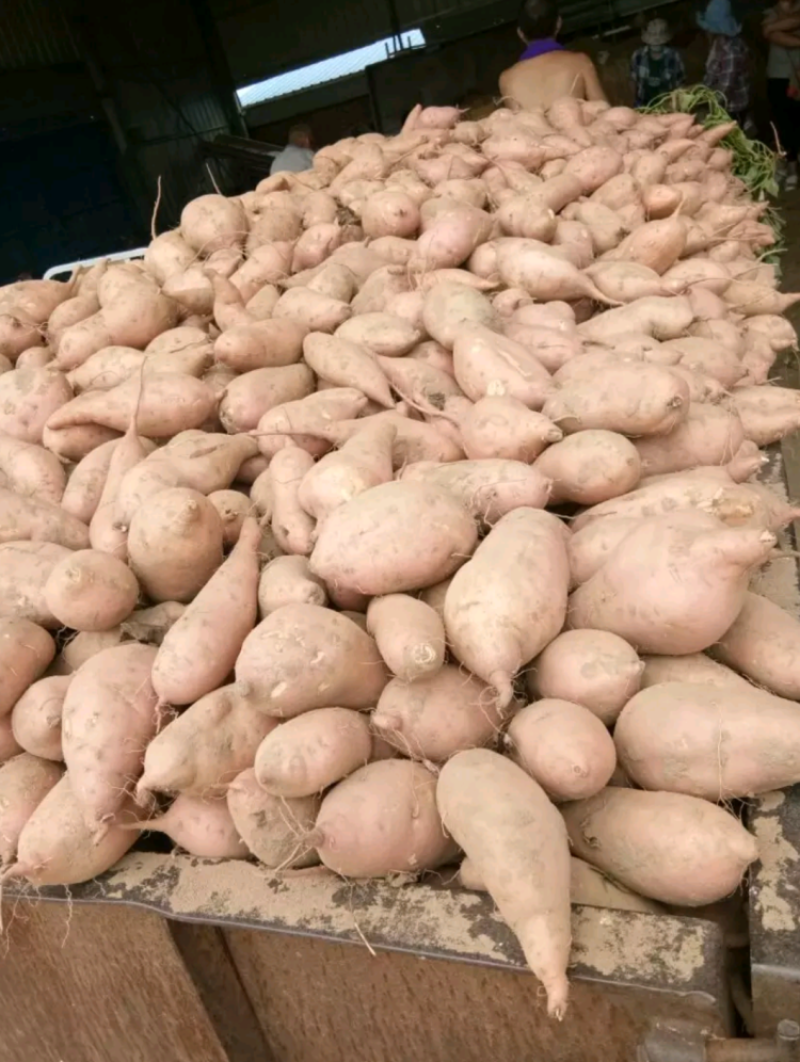 龙九红薯欢迎咨询沙地种植品质良好。