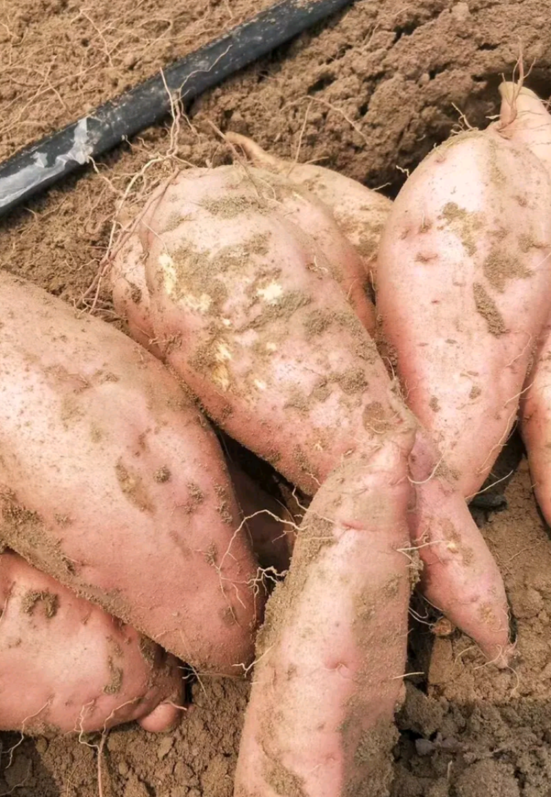 龙九红薯欢迎咨询沙地种植品质良好。