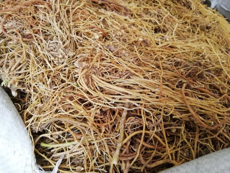 龙胆草龙胆草各种规格大货批发大货供应