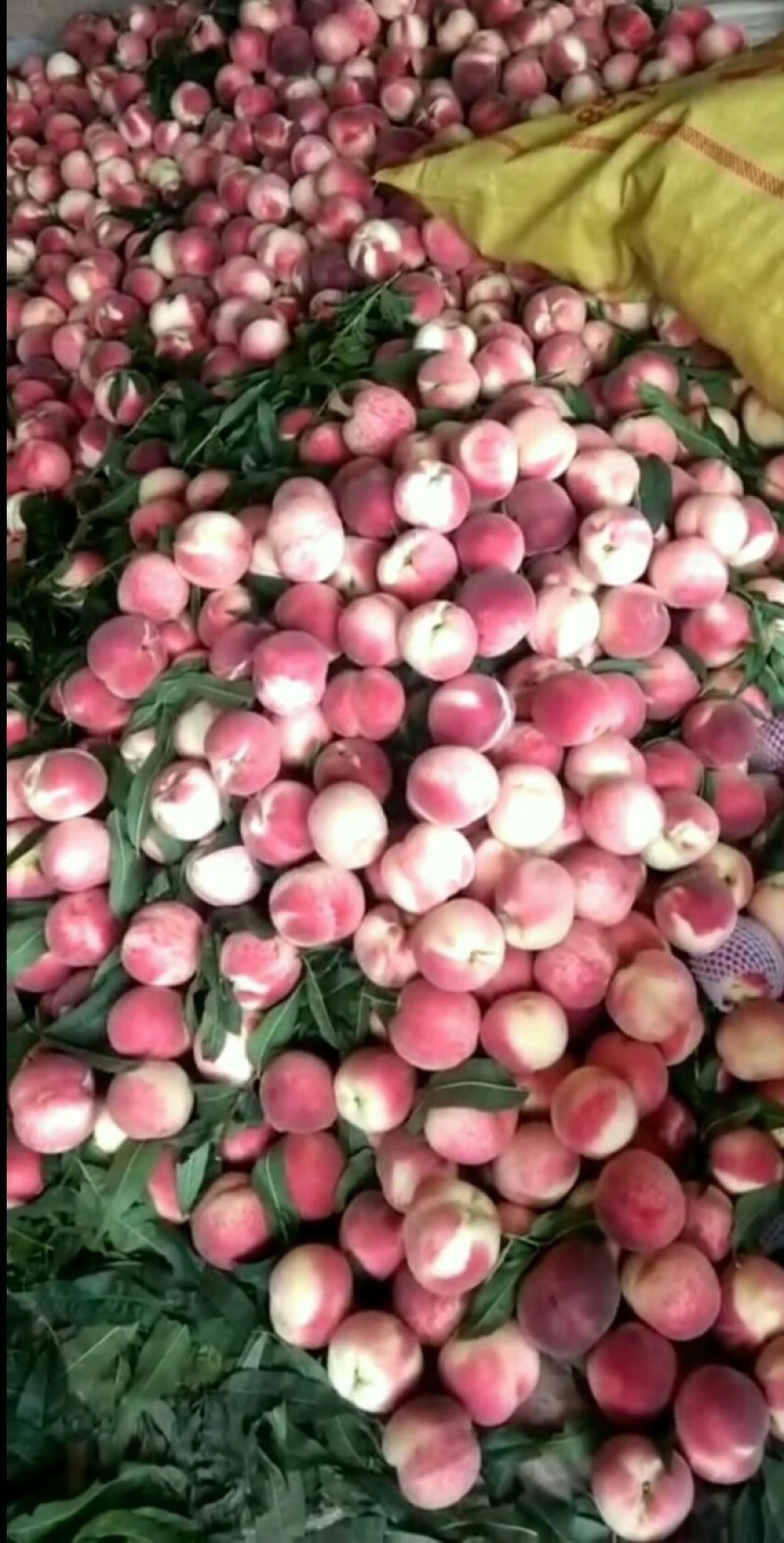 秦安蜜桃，毛桃，可视频看货，支持线上交易，支持一件代发