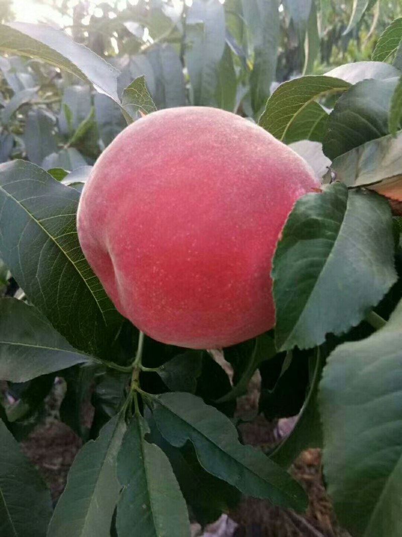 秦安蜜桃，毛桃，可视频看货，支持线上交易，支持一件代发