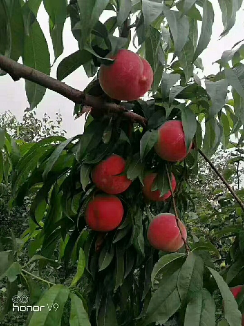 秦安蜜桃，毛桃，可视频看货，支持线上交易，支持一件代发