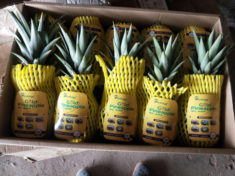 菠萝云南西双版纳金菠萝产地直销大量有货欢迎老板采购
