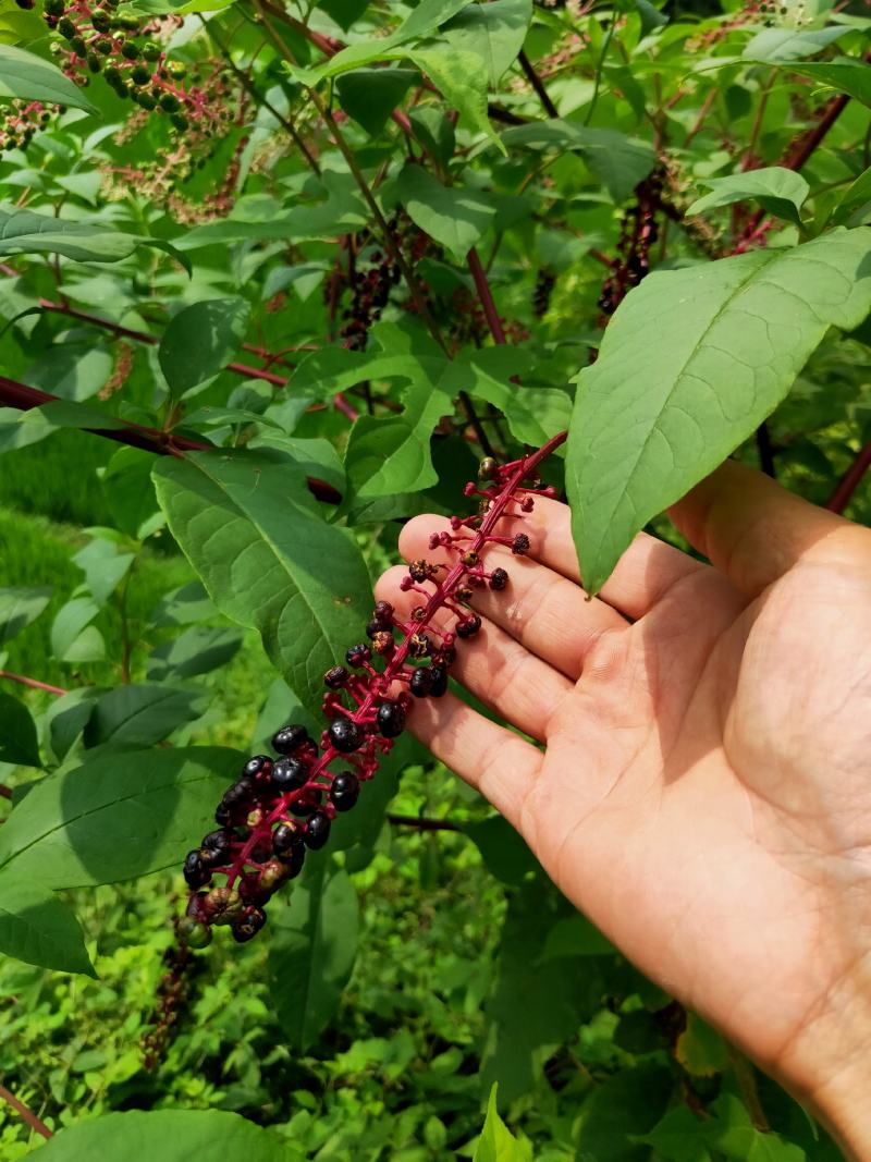 商陆天然生长切片干货鲜货