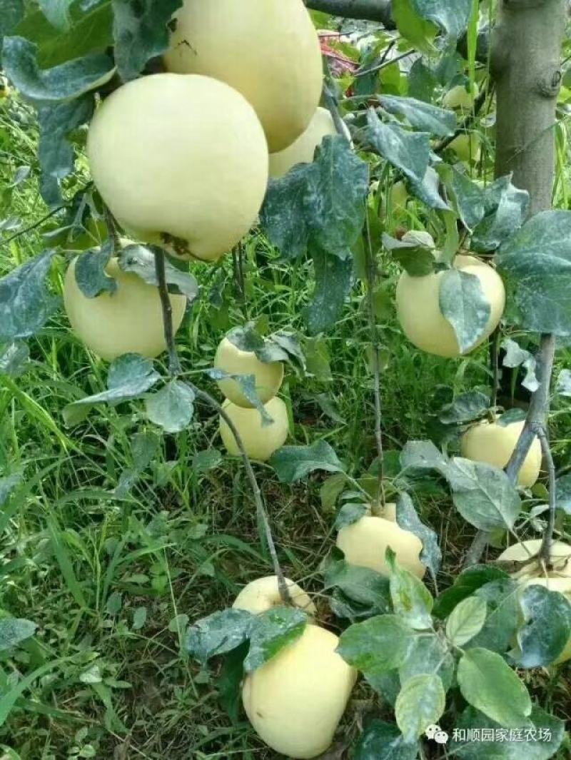 纸袋华硕苹果下旬上市