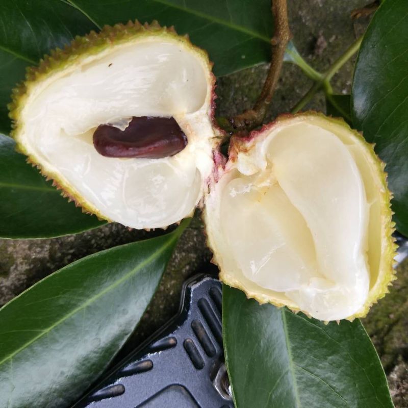 合江荔枝