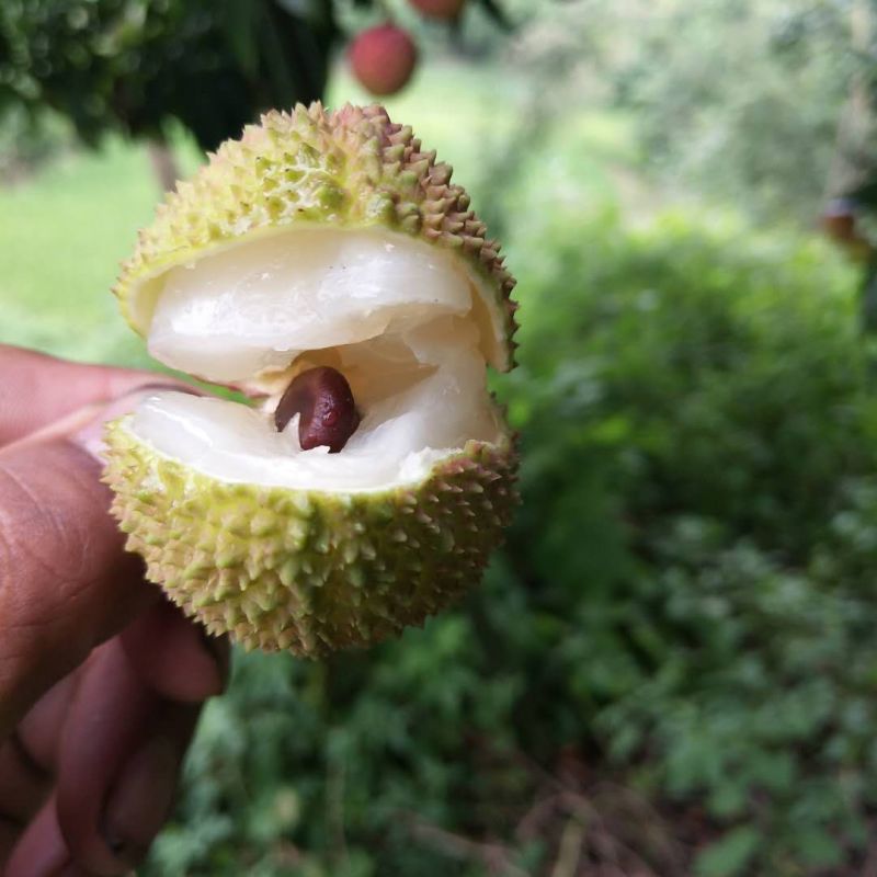 合江荔枝