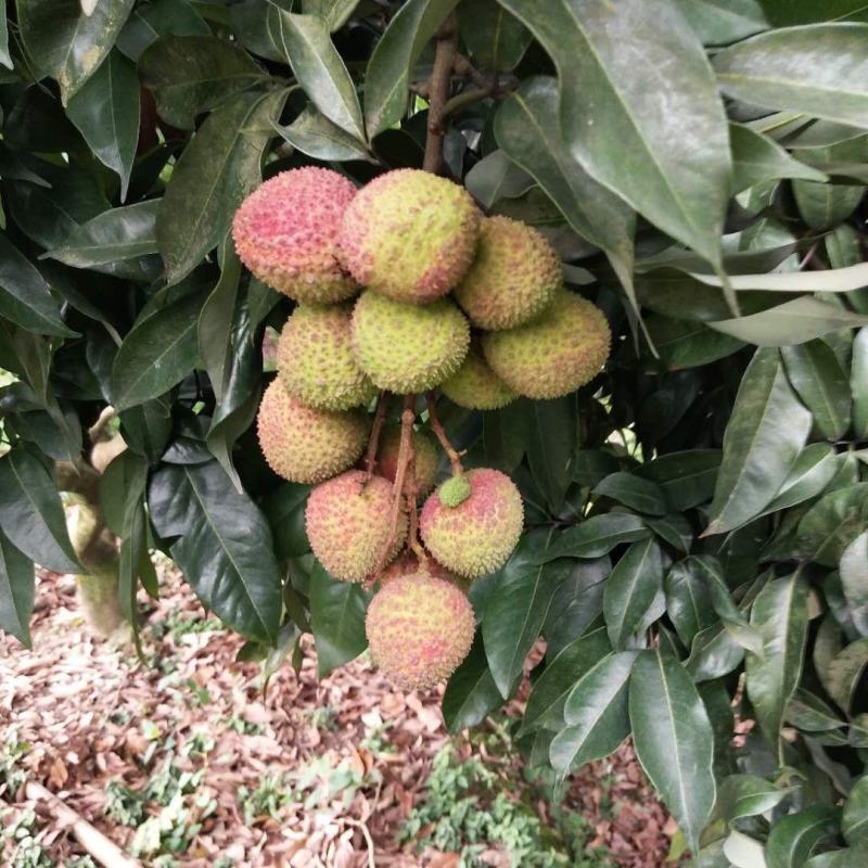 合江荔枝