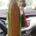 水果玉米！花糯！白糯玉米