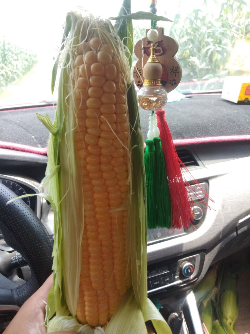 水果玉米！花糯！白糯玉米