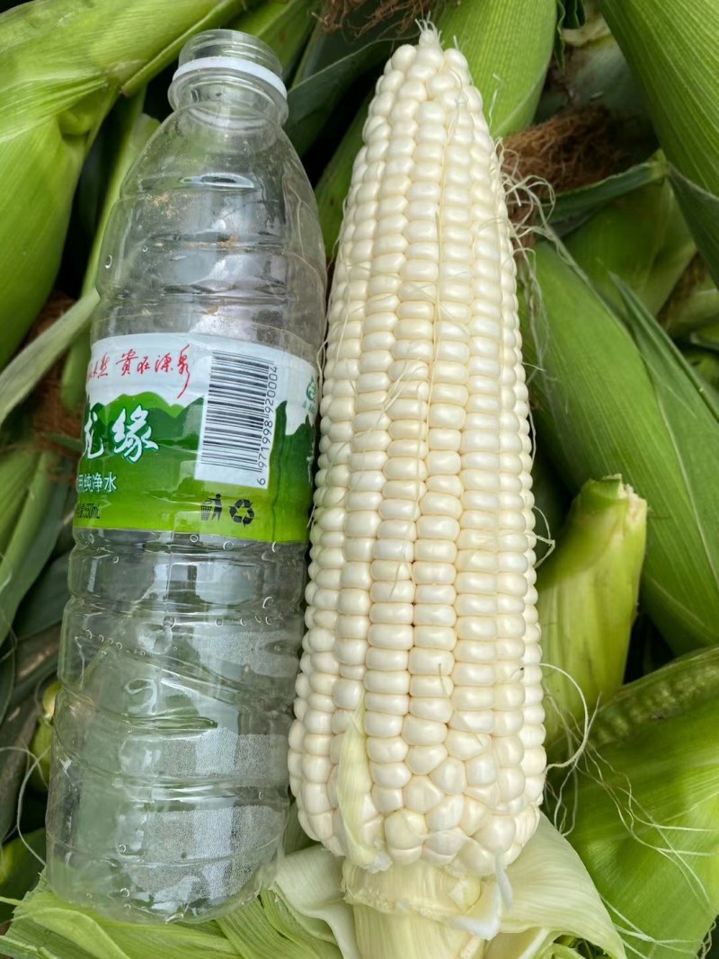 水果玉米！花懦！白糯玉米