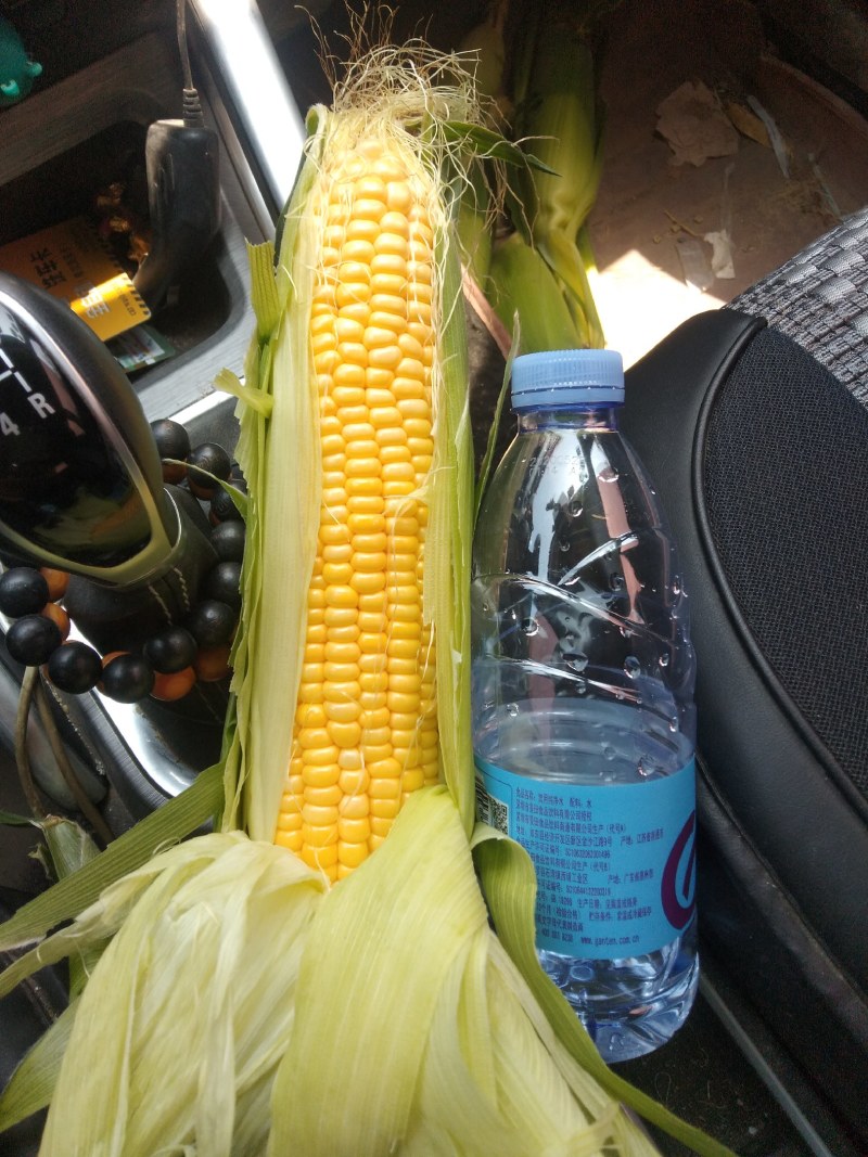水果玉米！花懦！白糯玉米