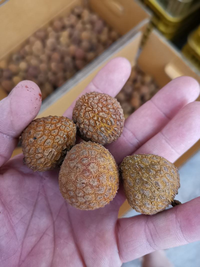 广西桂味荔枝干核小果大非糯米糍荔枝干妃子笑荔枝干