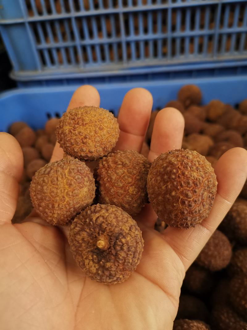 广西桂味荔枝干核小果大非糯米糍荔枝干妃子笑荔枝干