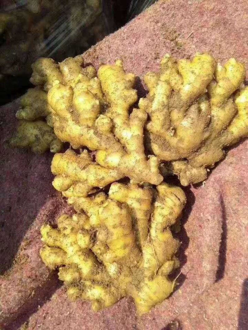 小黄姜！产地批发，精品货源，一年四季全国发货！3毛起，