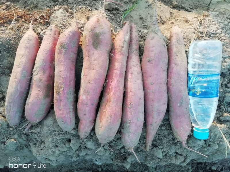 板栗红薯正宗板栗红薯