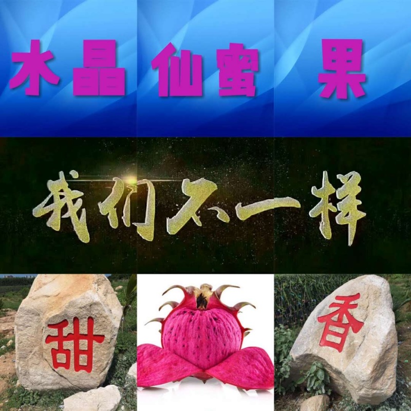 水晶火龙果水晶仙蜜果红心火龙果