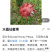 水晶火龙果水晶仙蜜果红心火龙果