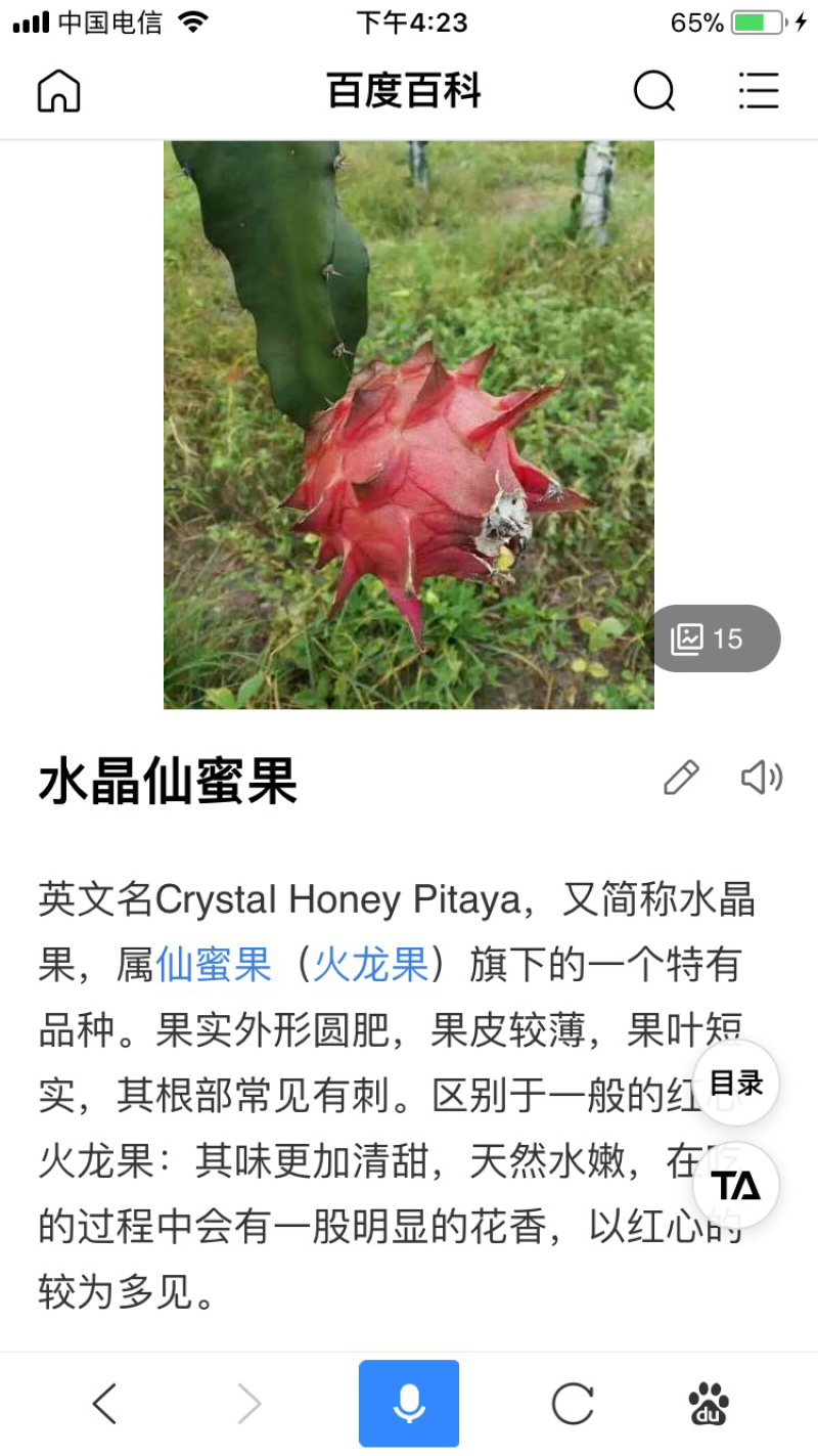 水晶火龙果水晶仙蜜果红心火龙果