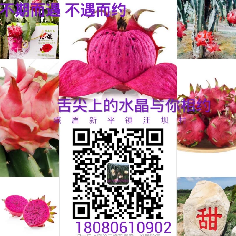 水晶火龙果水晶仙蜜果红心火龙果