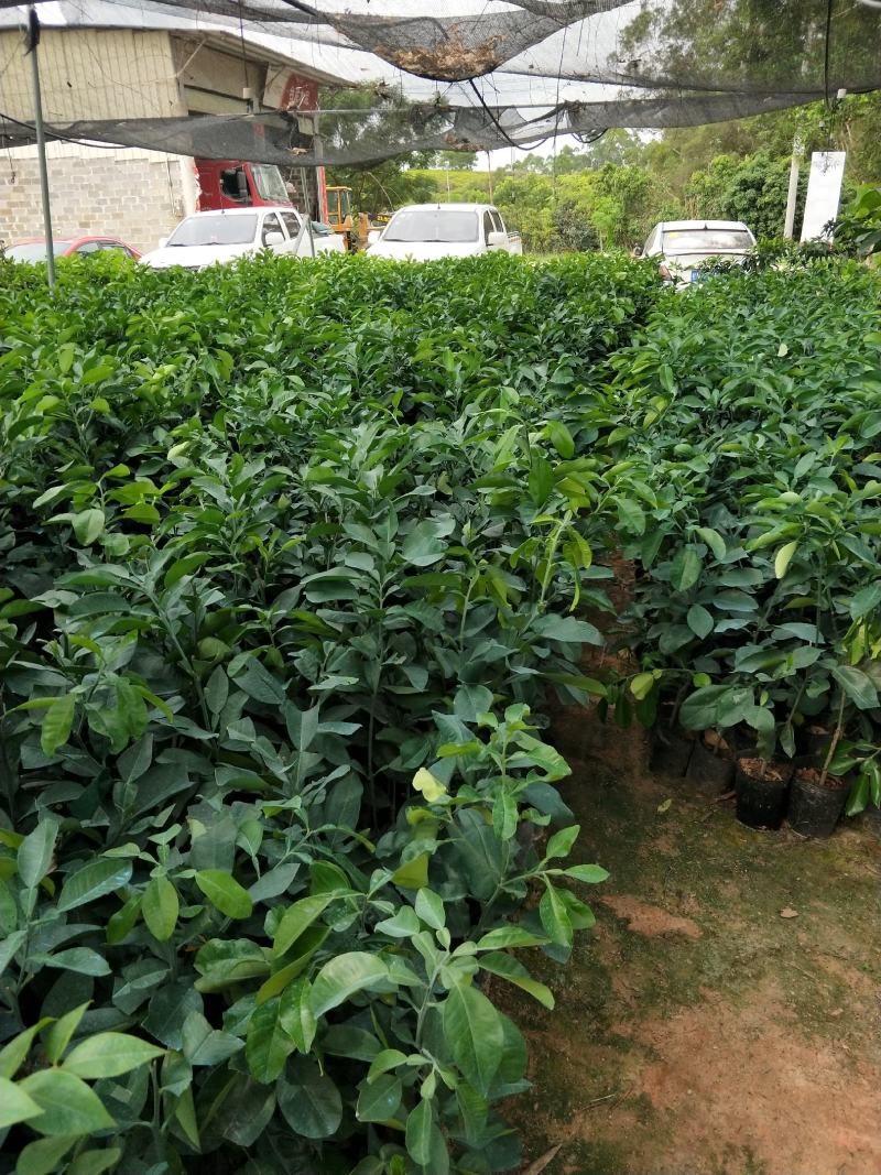 泰国红宝石柚子，嫁接带土杯苗，容易种植产量高