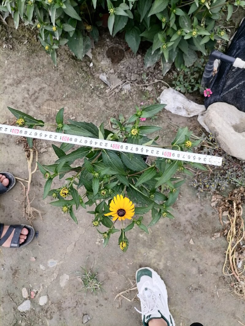 出售黑心菊，黑心菊高40-50高，杯苗