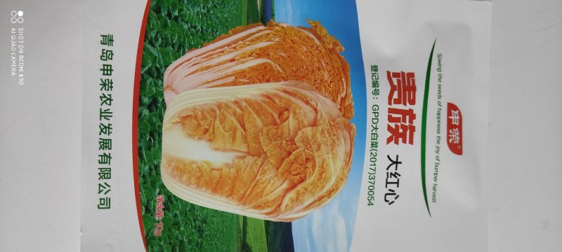 贵族大红心白菜种子生育期65天左右