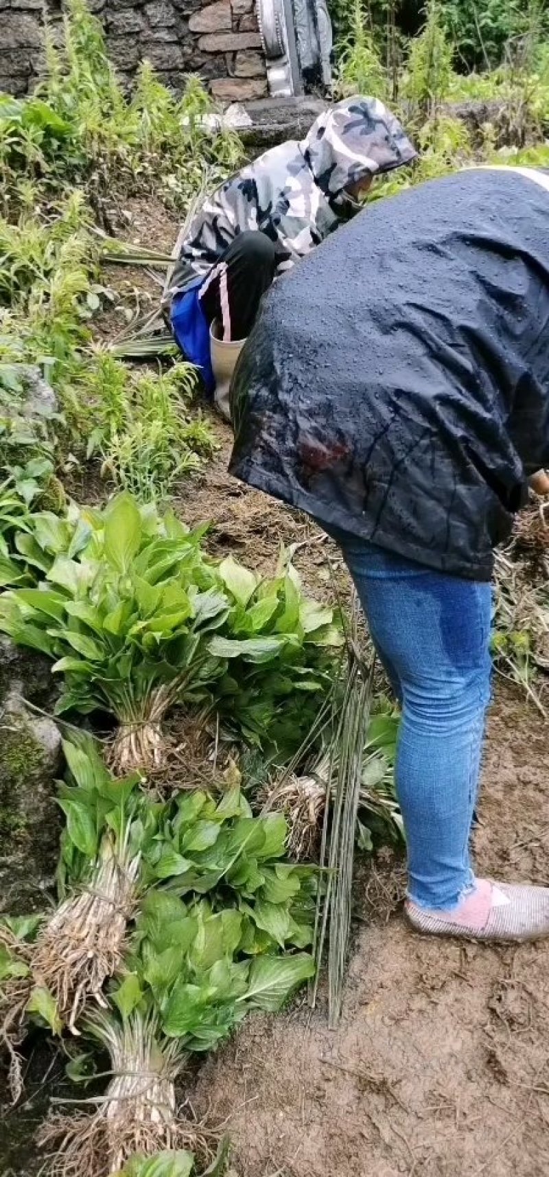 玉簪大量供应，襄阳紫玉簪，基地起货保证质量一手货源