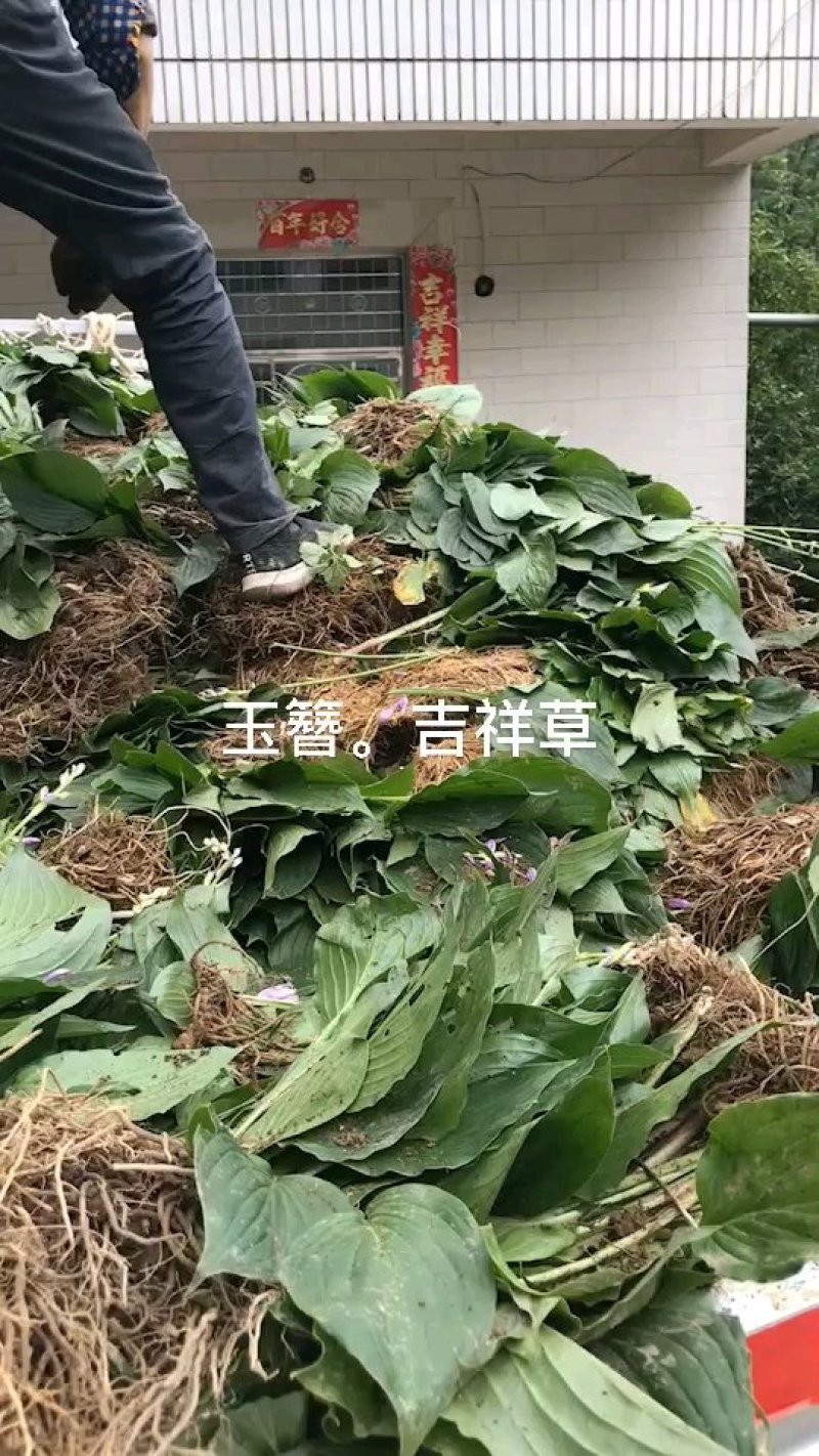 玉簪大量供应，湖北紫玉簪基地直销保质保量一手货源