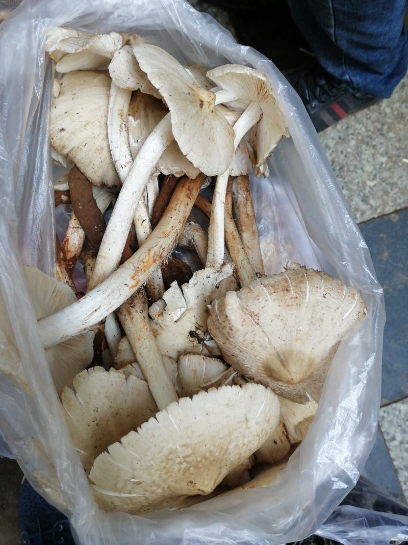 大量野生菌鸡枞菌牛干菌葱菌黑见伞塔菇全国包邮