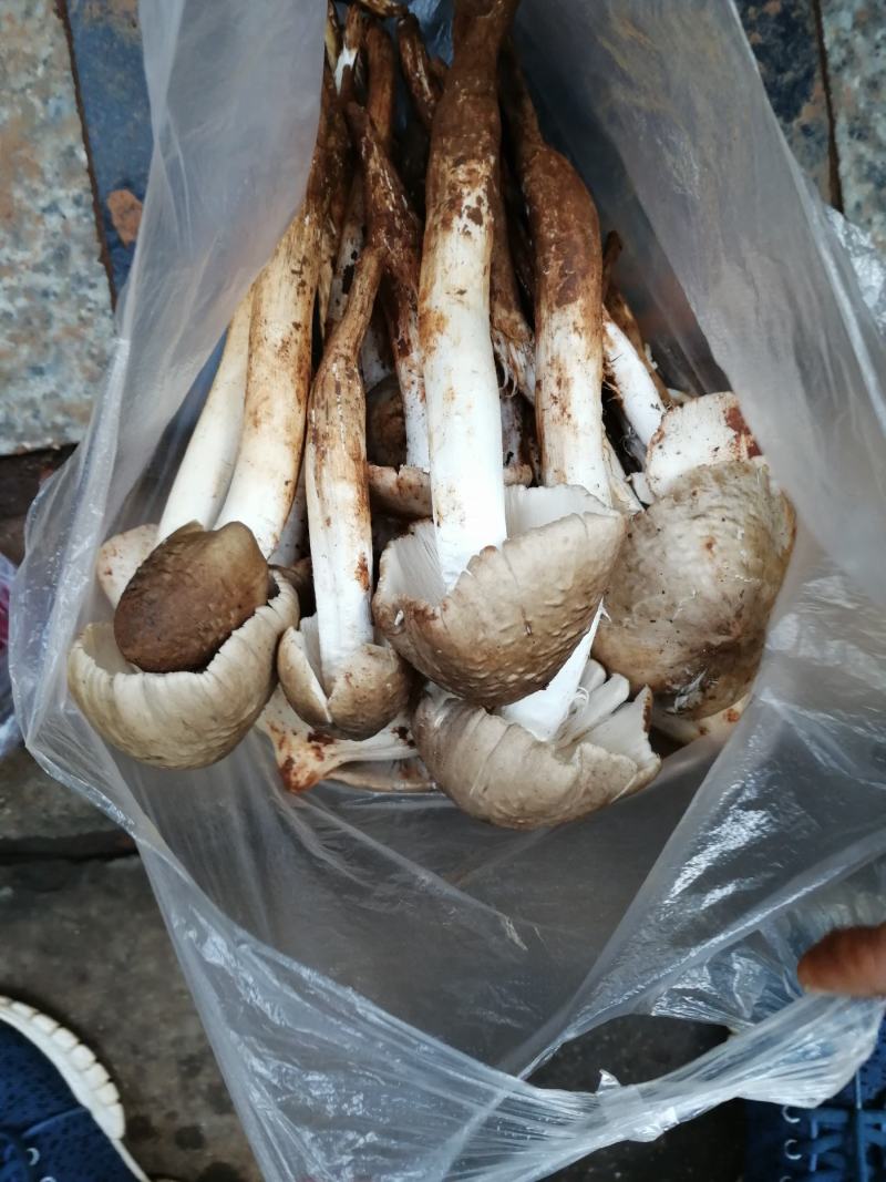大量野生菌鸡枞菌牛干菌葱菌黑见伞塔菇全国包邮
