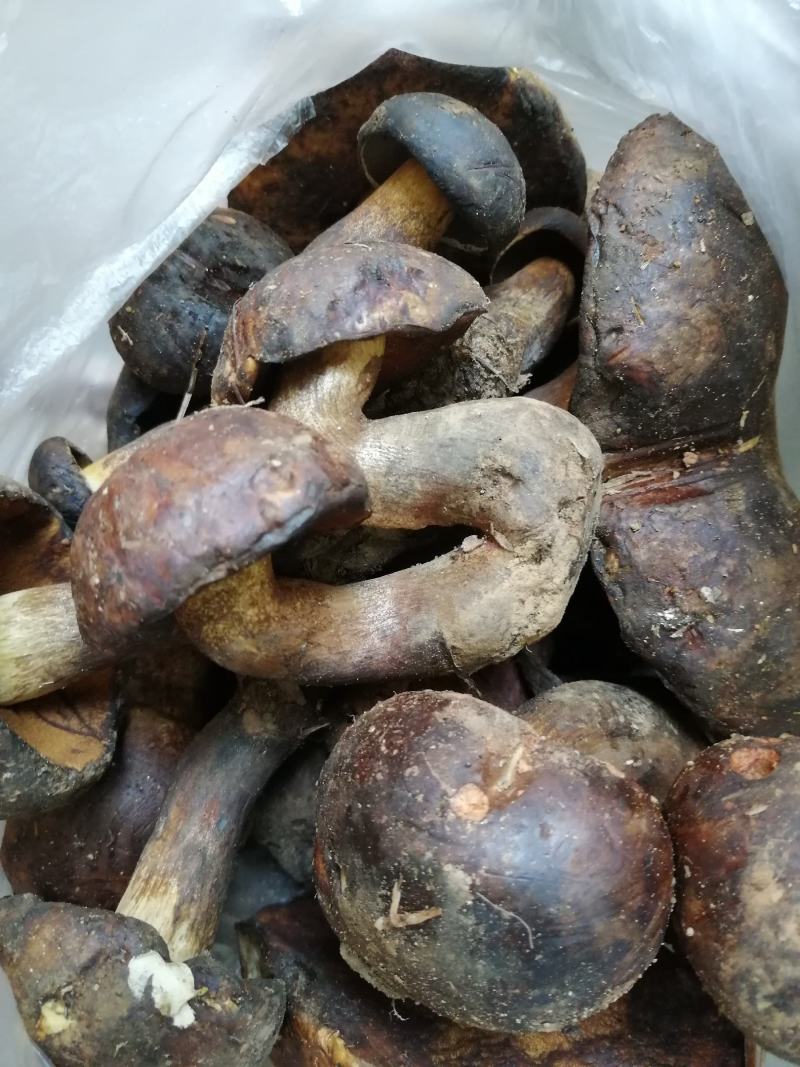 大量野生菌鸡枞菌牛干菌葱菌黑见伞塔菇全国包邮