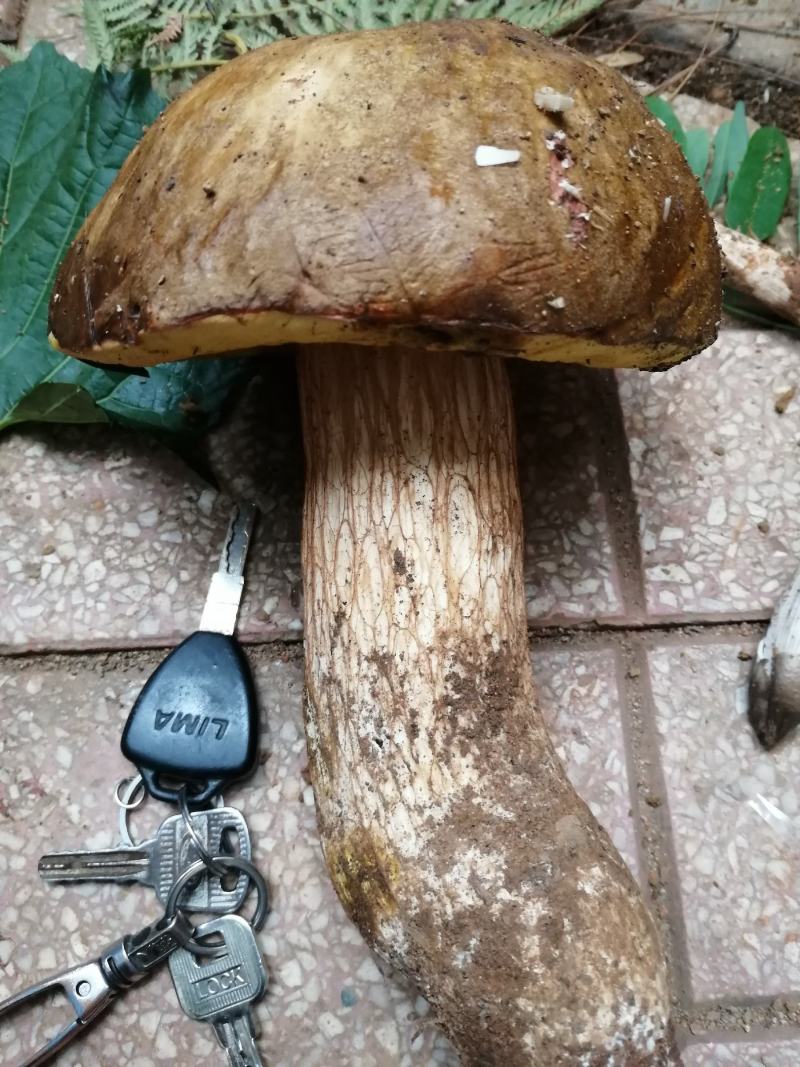 大量野生菌鸡枞菌牛干菌葱菌黑见伞塔菇全国包邮