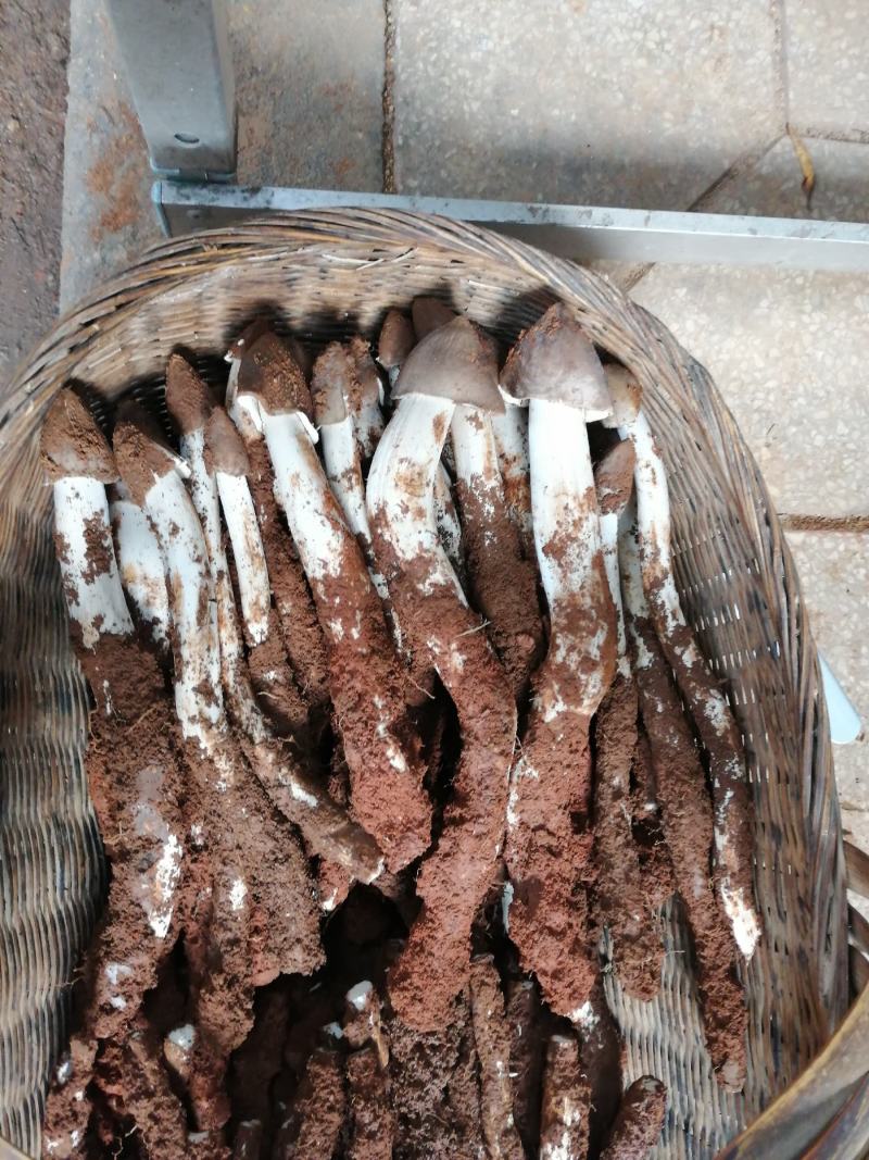 大量野生菌鸡枞菌牛干菌葱菌黑见伞塔菇全国包邮